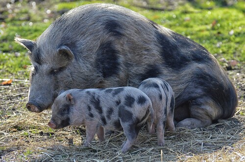 PIG ALLROUND: universeel voer voor onderhoud, fokkerij en afmest